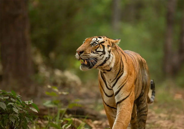 6 Days Golden triangle tour with ranthambore